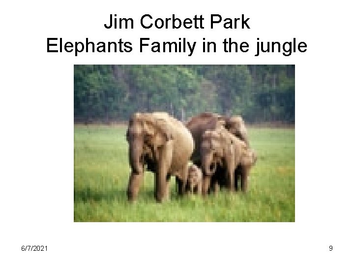 Jim Corbett Park Elephants Family in the jungle 6/7/2021 9 
