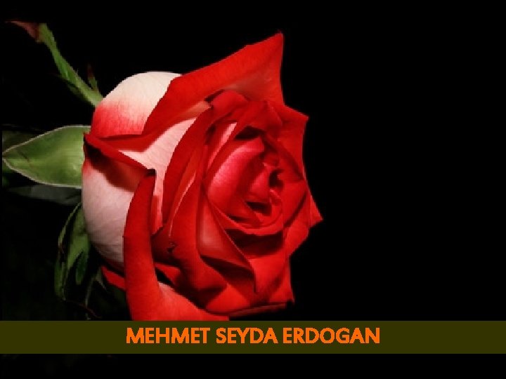 MEHMET SEYDA ERDOGAN 