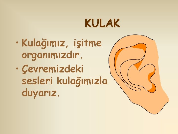 KULAK • Kulağımız, işitme organımızdır. • Çevremizdeki sesleri kulağımızla duyarız. 