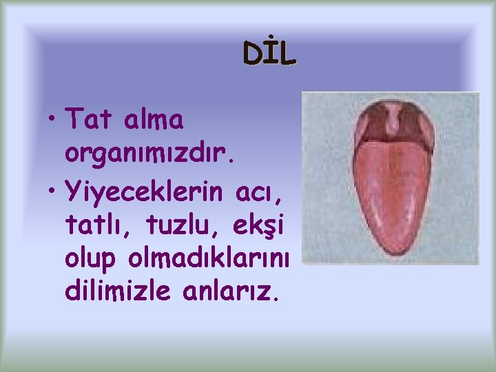 DİL • Tat alma organımızdır. • Yiyeceklerin acı, tatlı, tuzlu, ekşi olup olmadıklarını dilimizle