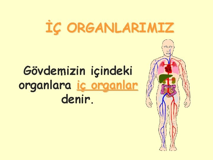 İÇ ORGANLARIMIZ Gövdemizin içindeki organlara iç organlar denir. 