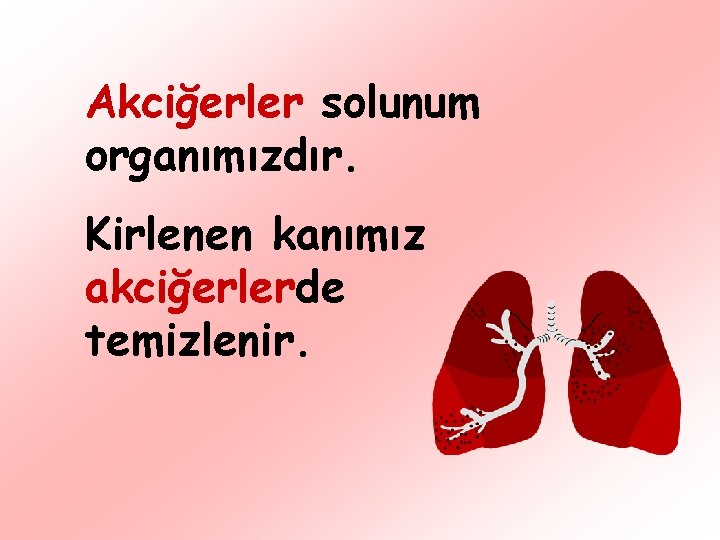 Akciğerler solunum organımızdır. Kirlenen kanımız akciğerlerde temizlenir. 
