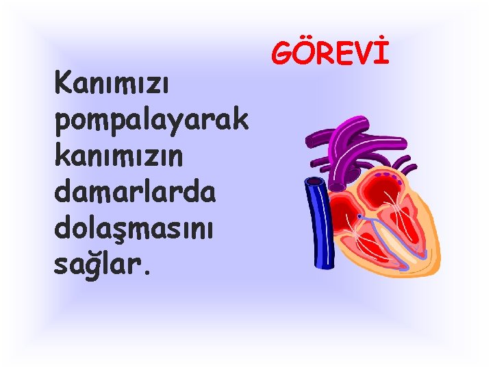 Kanımızı pompalayarak kanımızın damarlarda dolaşmasını sağlar. GÖREVİ 