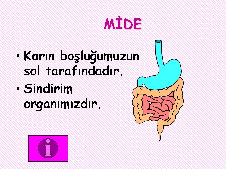 MİDE • Karın boşluğumuzun sol tarafındadır. • Sindirim organımızdır. 