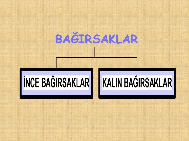 BAĞIRSAKLAR 