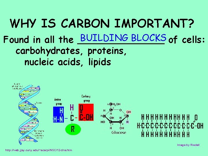 WHY IS CARBON IMPORTANT? BUILDING BLOCKS of cells: Found in all the ________ carbohydrates,