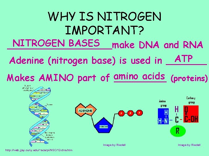 WHY IS NITROGEN IMPORTANT? NITROGEN BASES _________make DNA and RNA ATP Adenine (nitrogen base)