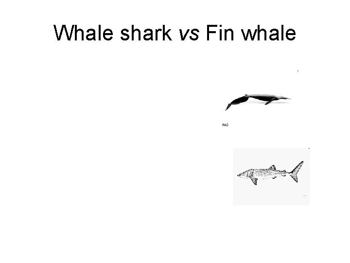 Whale shark vs Fin whale 