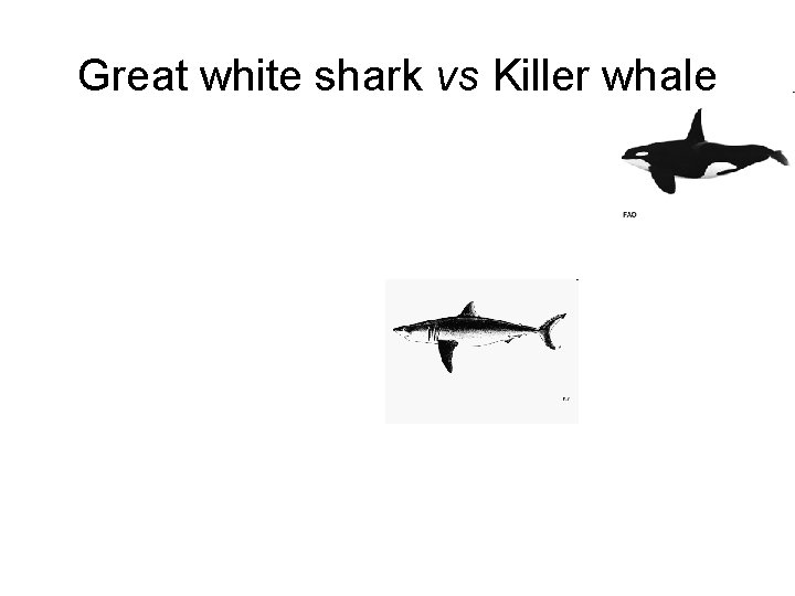 Great white shark vs Killer whale 