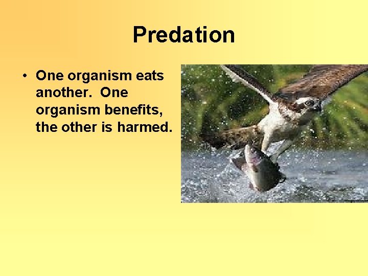 Predation • One organism eats another. One organism benefits, the other is harmed. 