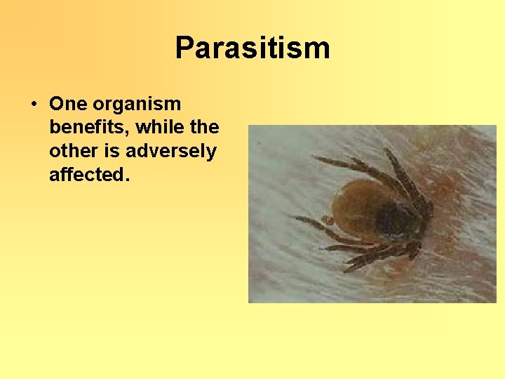 Parasitism • One organism benefits, while the other is adversely affected. 