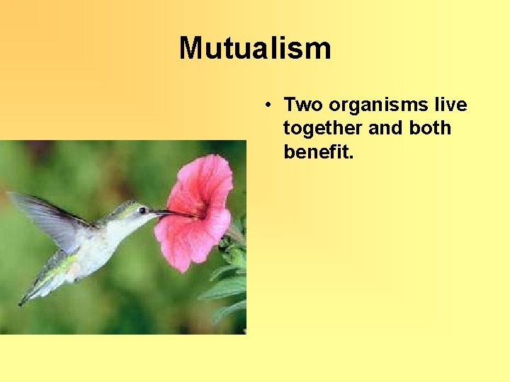 Mutualism • Two organisms live together and both benefit. 