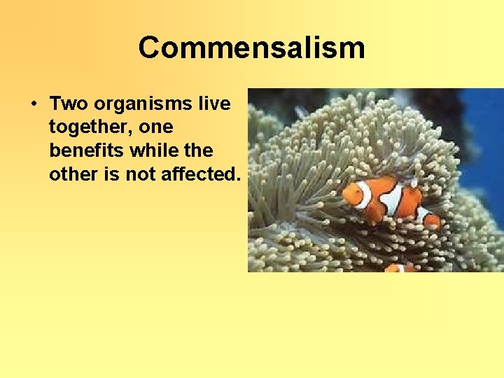 Commensalism • Two organisms live together, one benefits while the other is not affected.