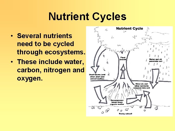 Nutrient Cycles • Several nutrients need to be cycled through ecosystems. • These include