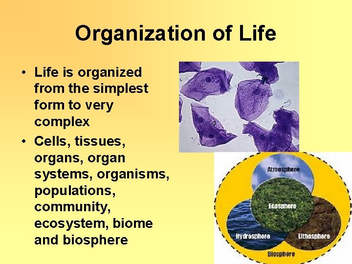 Organization of Life • Life is organized from the simplest form to very complex