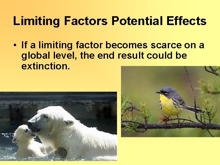 Limiting Factors Potential Effects • If a limiting factor becomes scarce on a global