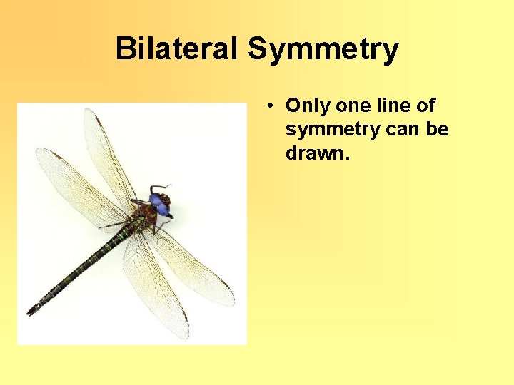 Bilateral Symmetry • Only one line of symmetry can be drawn. 