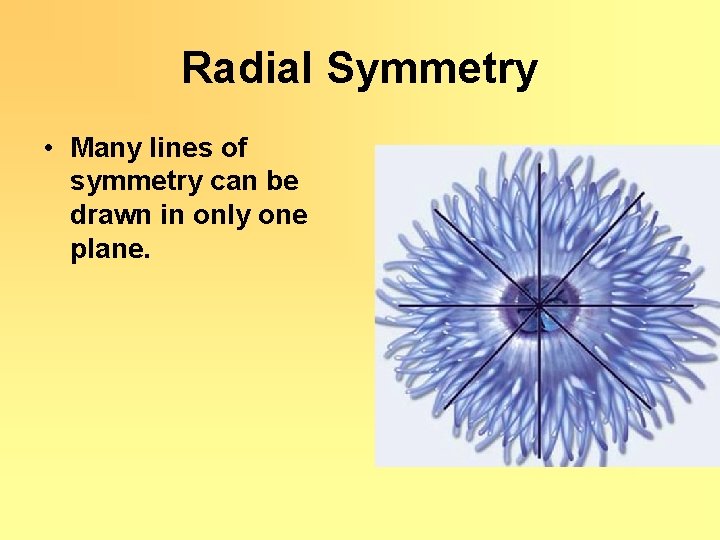 Radial Symmetry • Many lines of symmetry can be drawn in only one plane.