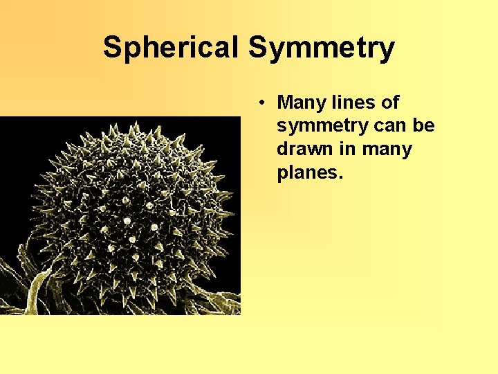 Spherical Symmetry • Many lines of symmetry can be drawn in many planes. 