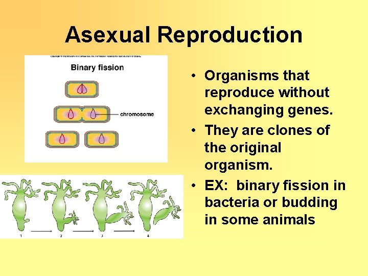 Asexual Reproduction • Organisms that reproduce without exchanging genes. • They are clones of