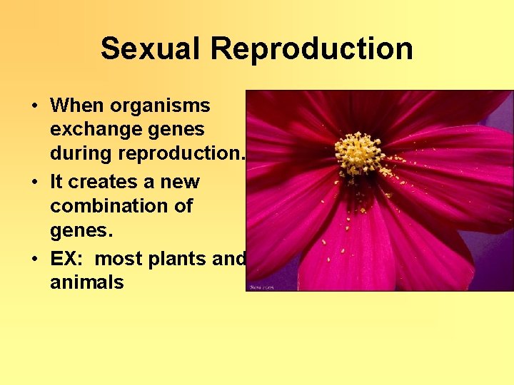 Sexual Reproduction • When organisms exchange genes during reproduction. • It creates a new