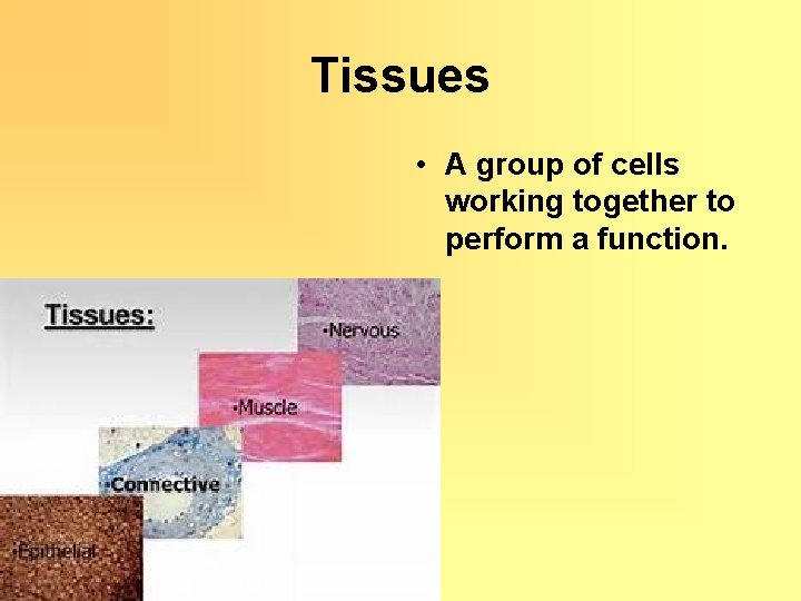 Tissues • A group of cells working together to perform a function. 