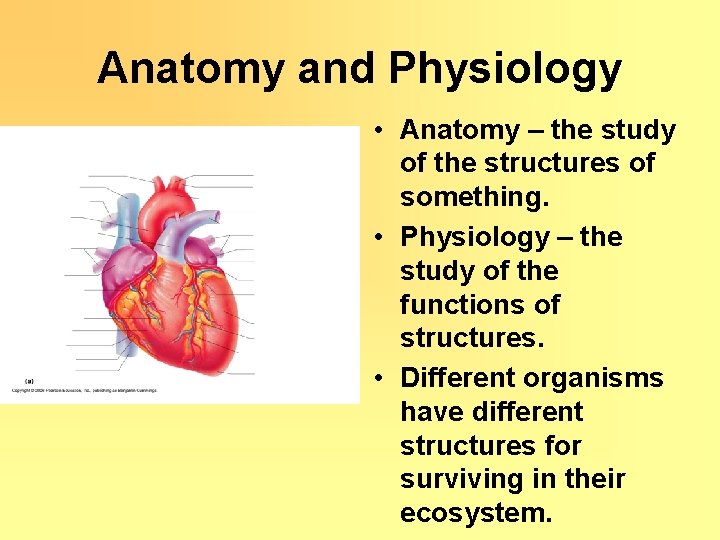 Anatomy and Physiology • Anatomy – the study of the structures of something. •
