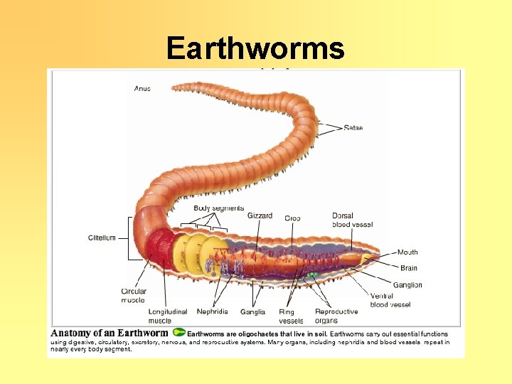 Earthworms 