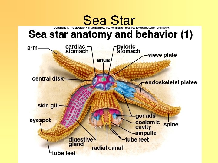 Sea Star 