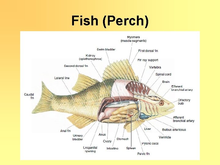 Fish (Perch) 