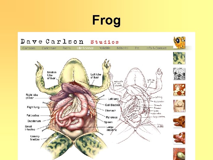 Frog 