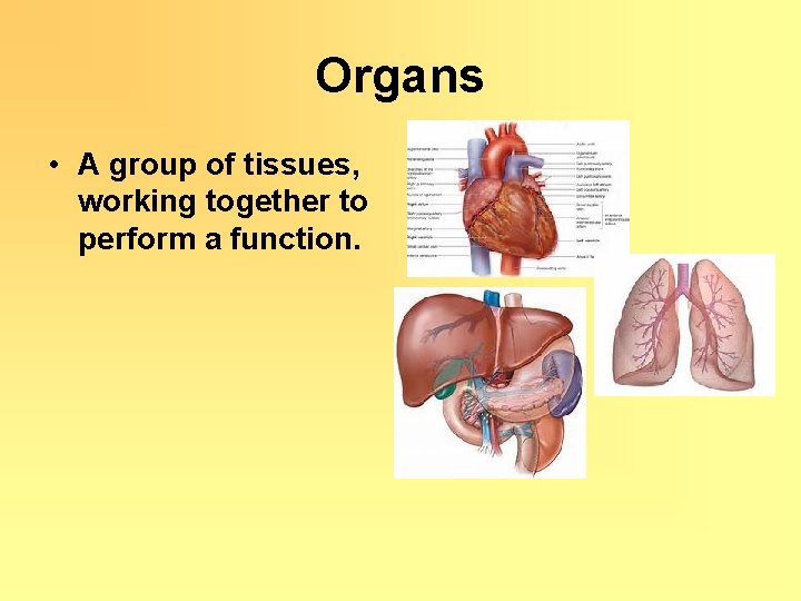 Organs • A group of tissues, working together to perform a function. 