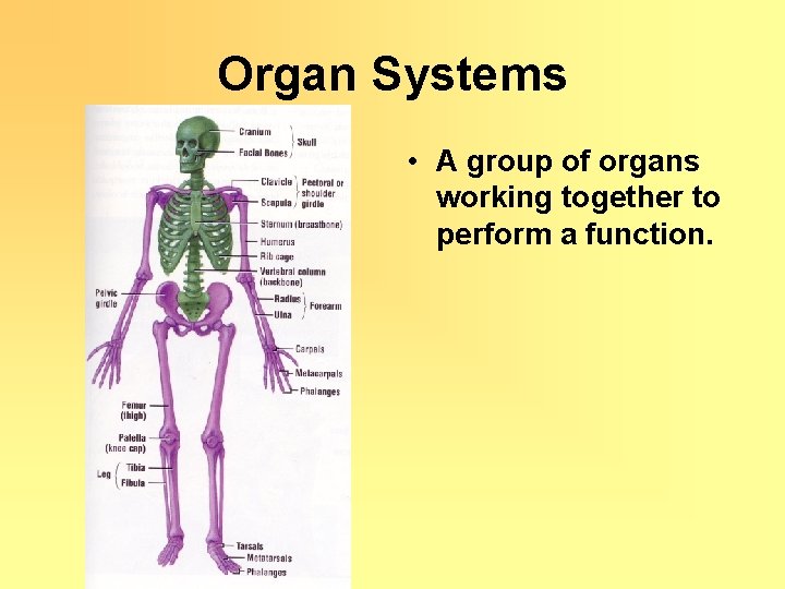 Organ Systems • A group of organs working together to perform a function. 