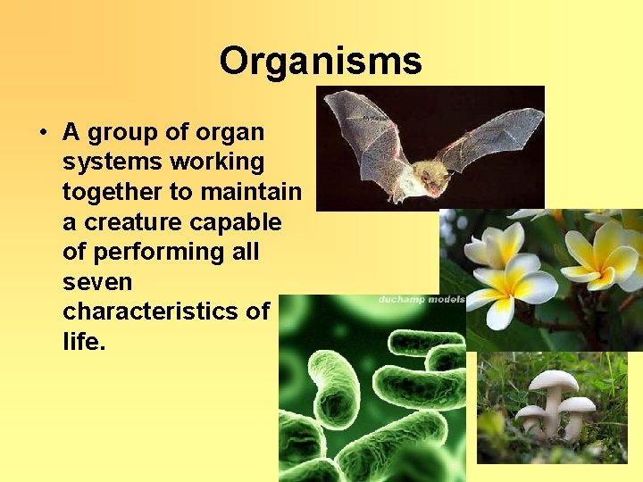 Organisms • A group of organ systems working together to maintain a creature capable