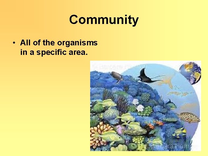 Community • All of the organisms in a specific area. 