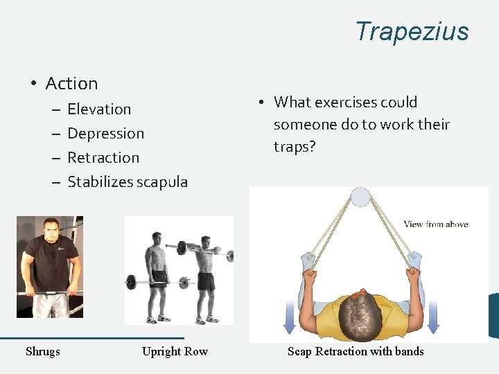 Trapezius • Action – – Shrugs Elevation Depression Retraction Stabilizes scapula Upright Row • Trapezius • Action – – Shrugs Elevation Depression Retraction Stabilizes scapula Upright Row •