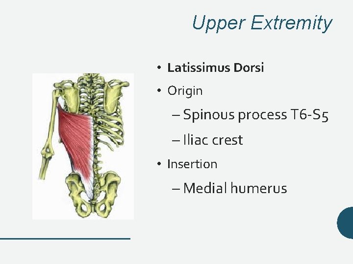 Upper Extremity • Latissimus Dorsi • Origin – Spinous process T 6 -S 5 Upper Extremity • Latissimus Dorsi • Origin – Spinous process T 6 -S 5