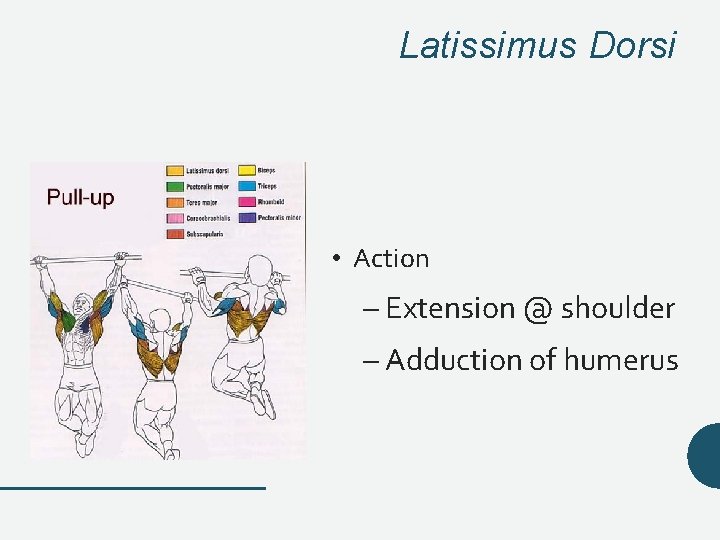 Latissimus Dorsi • Action – Extension @ shoulder – Adduction of humerus Latissimus Dorsi • Action – Extension @ shoulder – Adduction of humerus
