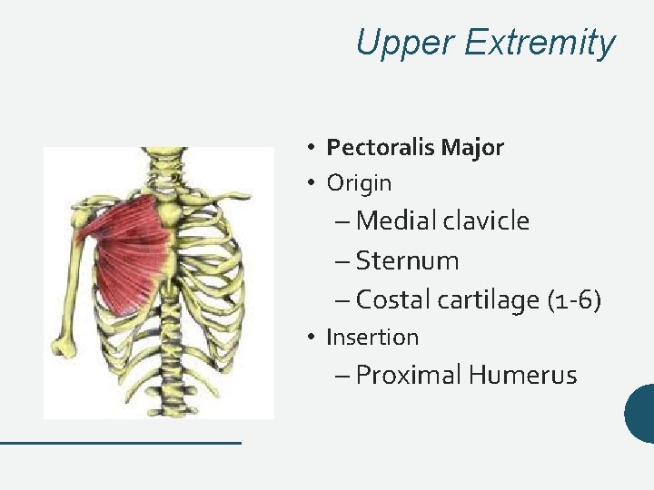 Upper Extremity • Pectoralis Major • Origin – Medial clavicle – Sternum – Costal Upper Extremity • Pectoralis Major • Origin – Medial clavicle – Sternum – Costal