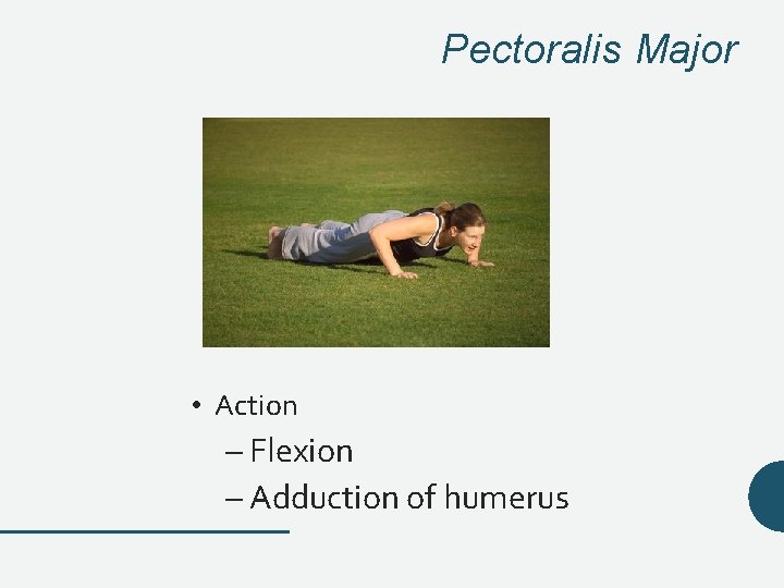 Pectoralis Major • Action – Flexion – Adduction of humerus Pectoralis Major • Action – Flexion – Adduction of humerus