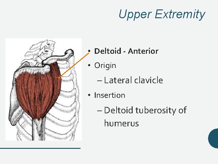 Upper Extremity • Deltoid - Anterior • Origin – Lateral clavicle • Insertion – Upper Extremity • Deltoid - Anterior • Origin – Lateral clavicle • Insertion –