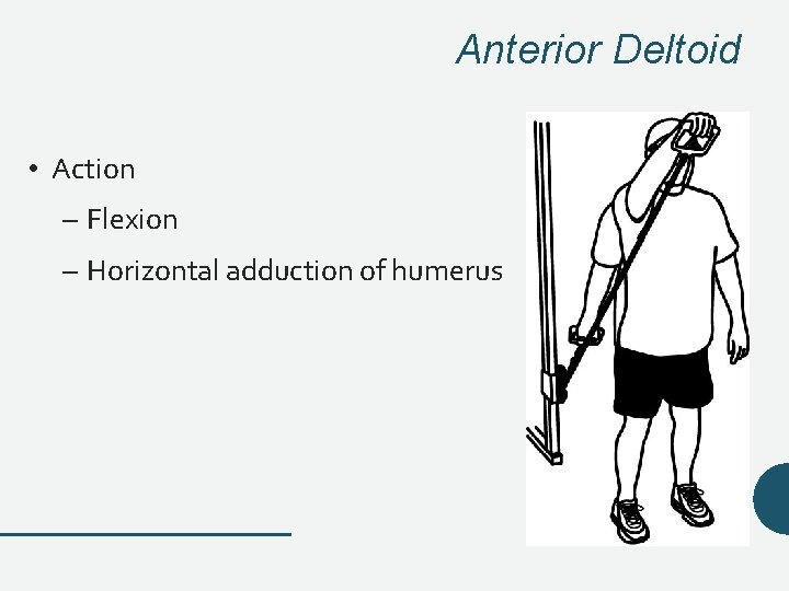 Anterior Deltoid • Action – Flexion – Horizontal adduction of humerus Anterior Deltoid • Action – Flexion – Horizontal adduction of humerus