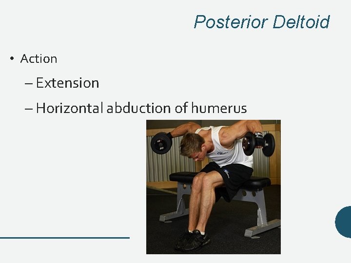 Posterior Deltoid • Action – Extension – Horizontal abduction of humerus Posterior Deltoid • Action – Extension – Horizontal abduction of humerus