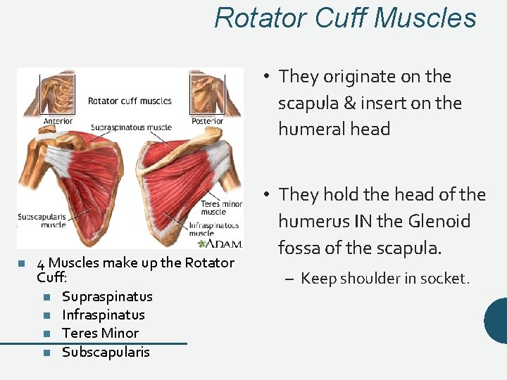 Rotator Cuff Muscles • They originate on the scapula & insert on the humeral Rotator Cuff Muscles • They originate on the scapula & insert on the humeral