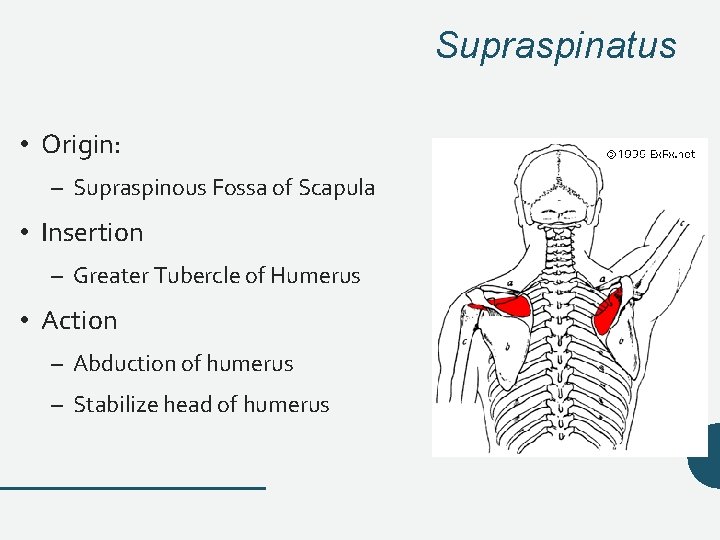 Supraspinatus • Origin: – Supraspinous Fossa of Scapula • Insertion – Greater Tubercle of Supraspinatus • Origin: – Supraspinous Fossa of Scapula • Insertion – Greater Tubercle of