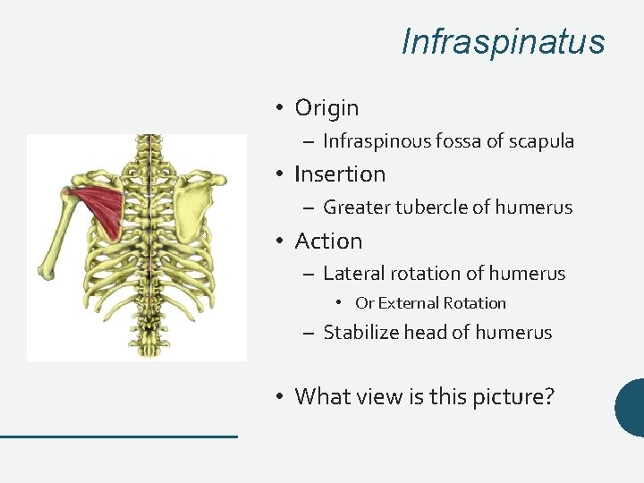 Infraspinatus • Origin – Infraspinous fossa of scapula • Insertion – Greater tubercle of Infraspinatus • Origin – Infraspinous fossa of scapula • Insertion – Greater tubercle of
