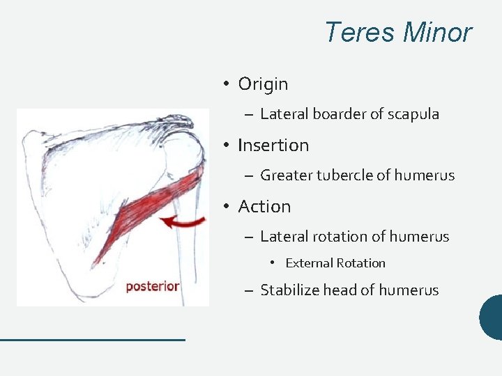 Teres Minor • Origin – Lateral boarder of scapula • Insertion – Greater tubercle Teres Minor • Origin – Lateral boarder of scapula • Insertion – Greater tubercle