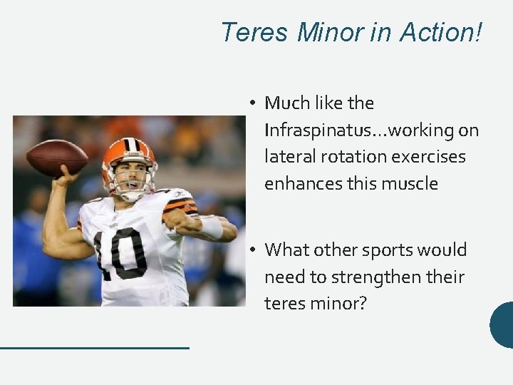 Teres Minor in Action! • Much like the Infraspinatus…working on lateral rotation exercises enhances Teres Minor in Action! • Much like the Infraspinatus…working on lateral rotation exercises enhances