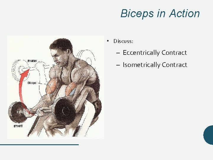 Biceps in Action • Discuss: – Eccentrically Contract – Isometrically Contract Biceps in Action • Discuss: – Eccentrically Contract – Isometrically Contract
