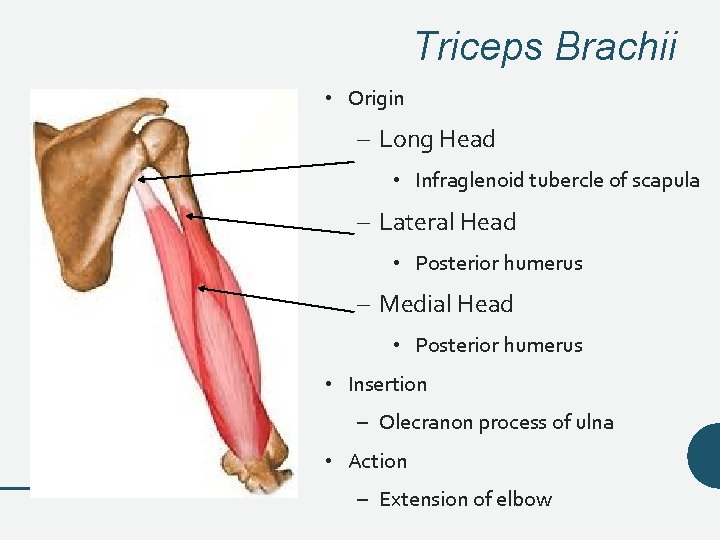 Triceps Brachii • Origin – Long Head • Infraglenoid tubercle of scapula – Lateral Triceps Brachii • Origin – Long Head • Infraglenoid tubercle of scapula – Lateral